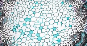 بافت پارانشيم